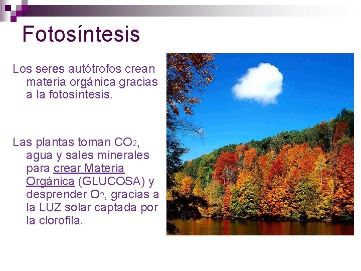 Fotosíntesis Los seres autótrofos crean materia orgánica gracias a la fotosíntesis. Las plantas toman