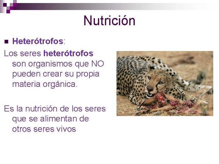 Nutrición Heterótrofos: Los seres heterótrofos son organismos que NO pueden crear su propia materia