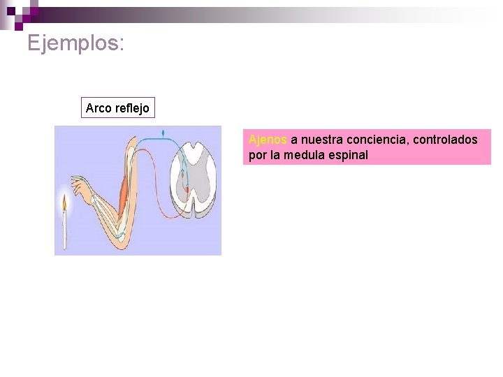 Ejemplos: Arco reflejo Ajenos a nuestra conciencia, controlados por la medula espinal 