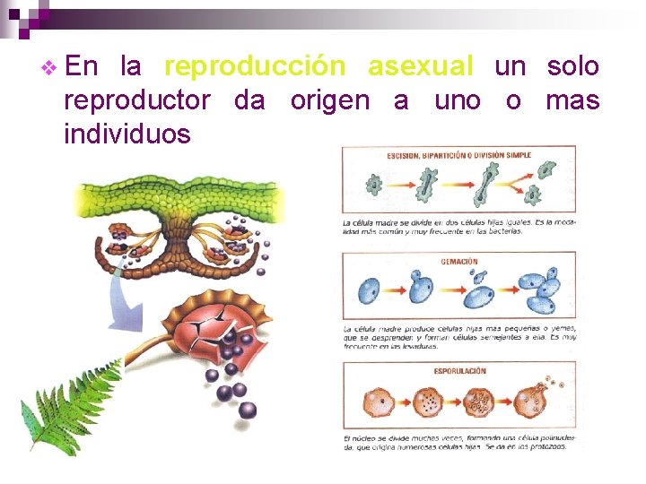 v En la reproducción asexual un solo reproductor da origen a uno o mas
