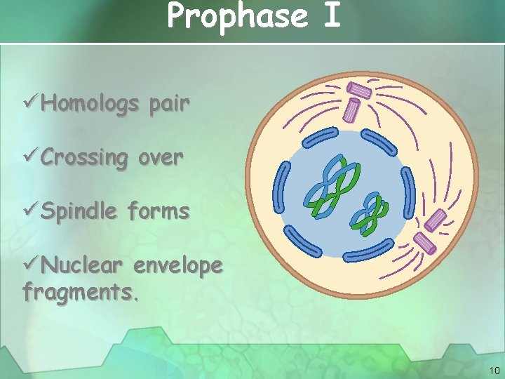 Prophase I üHomologs pair üCrossing over üSpindle forms üNuclear envelope fragments. 10 