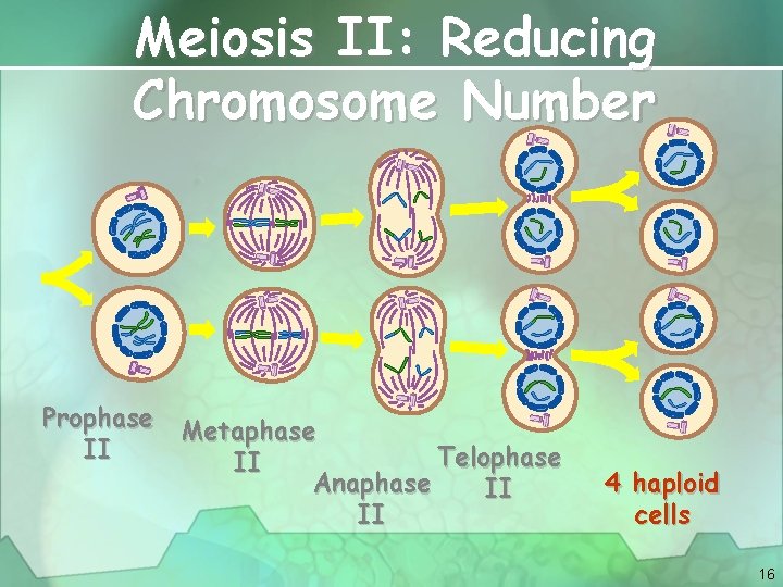 Meiosis II: Reducing Chromosome Number Prophase Metaphase II Telophase II Anaphase II II 4