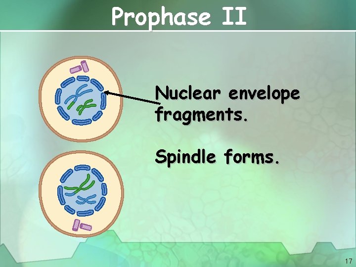 Prophase II Nuclear envelope fragments. Spindle forms. 17 