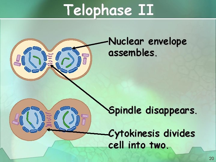 Telophase II Nuclear envelope assembles. Spindle disappears. Cytokinesis divides cell into two. 20 