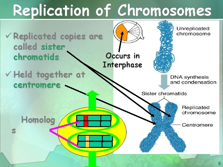 Replication of Chromosomes ü Replicated copies are called sister Occurs in chromatids ü Held