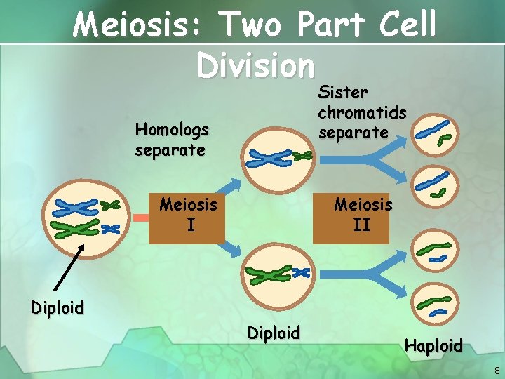 Meiosis: Two Part Cell Division Sister chromatids separate Homologs separate Meiosis II Diploid Haploid