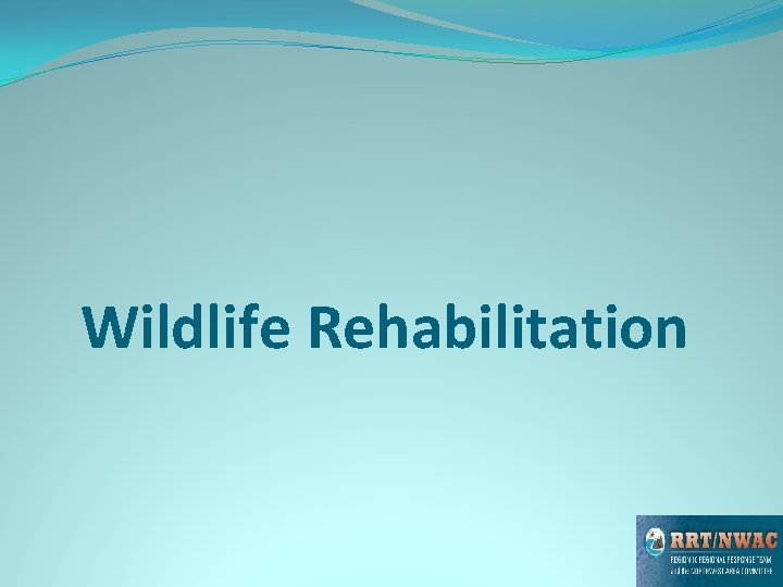 Wildlife Rehabilitation Wildlife Rehabilitation