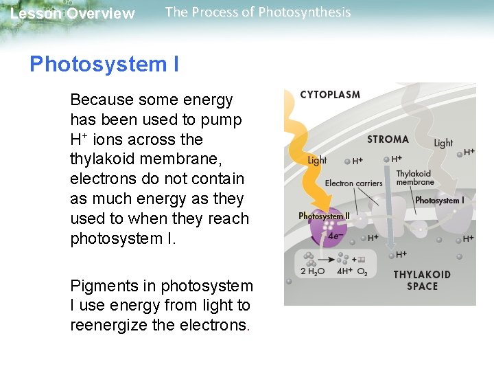 Lesson Overview The Process of Photosynthesis Photosystem I Because some energy has been used Lesson Overview The Process of Photosynthesis Photosystem I Because some energy has been used