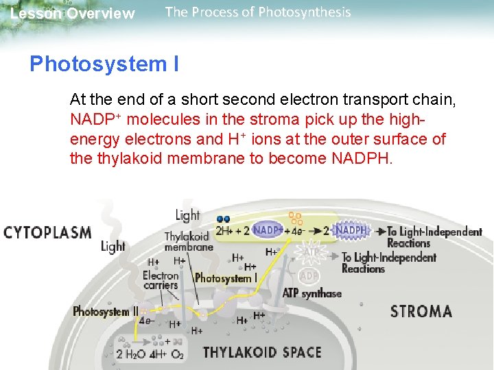 Lesson Overview The Process of Photosynthesis Photosystem I At the end of a short Lesson Overview The Process of Photosynthesis Photosystem I At the end of a short