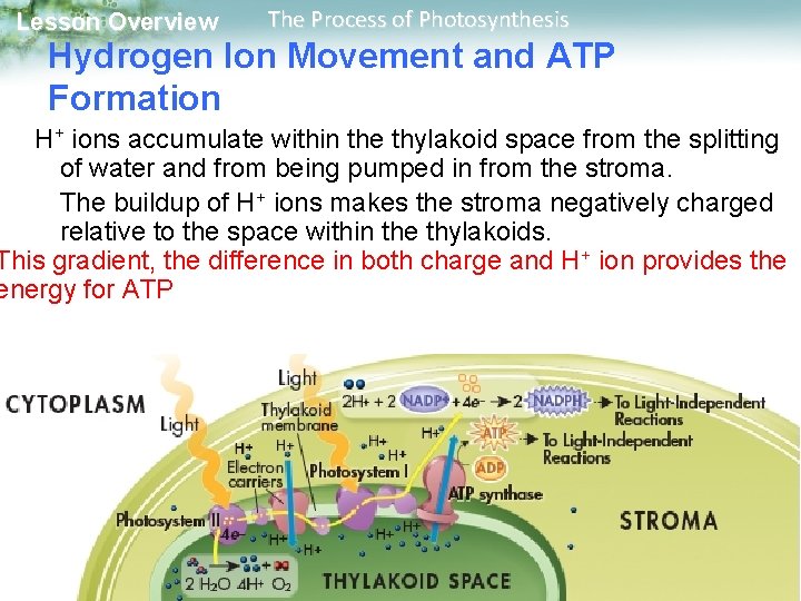 Lesson Overview The Process of Photosynthesis Hydrogen Ion Movement and ATP Formation H+ ions Lesson Overview The Process of Photosynthesis Hydrogen Ion Movement and ATP Formation H+ ions