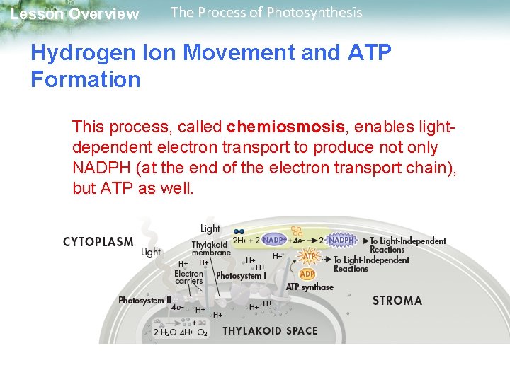 Lesson Overview The Process of Photosynthesis Hydrogen Ion Movement and ATP Formation This process, Lesson Overview The Process of Photosynthesis Hydrogen Ion Movement and ATP Formation This process,