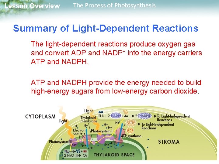 Lesson Overview The Process of Photosynthesis Summary of Light-Dependent Reactions The light-dependent reactions produce Lesson Overview The Process of Photosynthesis Summary of Light-Dependent Reactions The light-dependent reactions produce