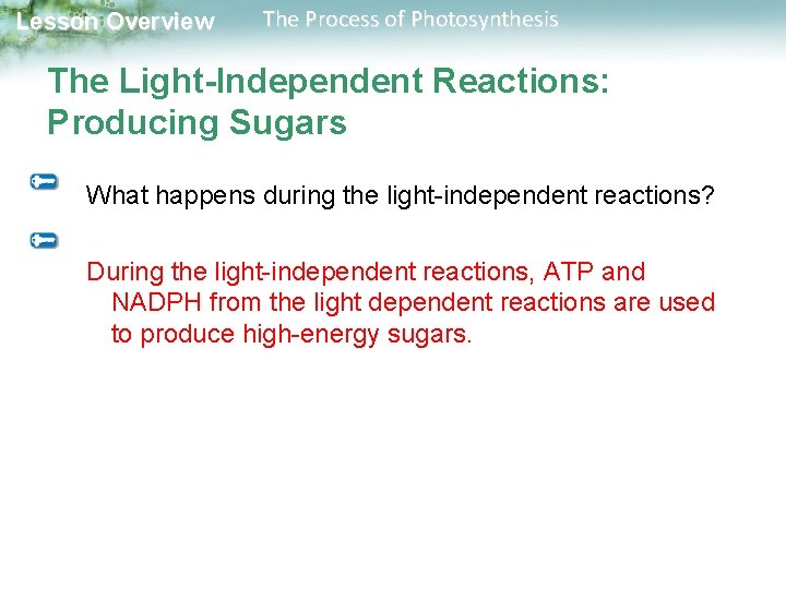 Lesson Overview The Process of Photosynthesis The Light-Independent Reactions: Producing Sugars What happens during Lesson Overview The Process of Photosynthesis The Light-Independent Reactions: Producing Sugars What happens during