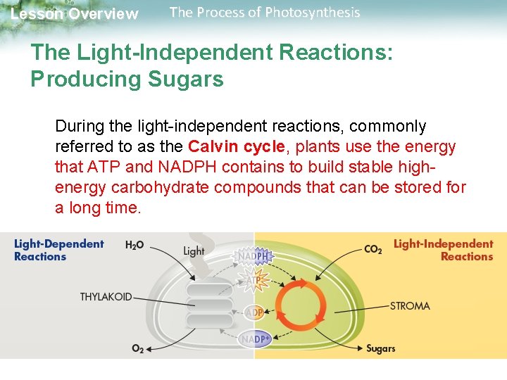 Lesson Overview The Process of Photosynthesis The Light-Independent Reactions: Producing Sugars During the light-independent Lesson Overview The Process of Photosynthesis The Light-Independent Reactions: Producing Sugars During the light-independent