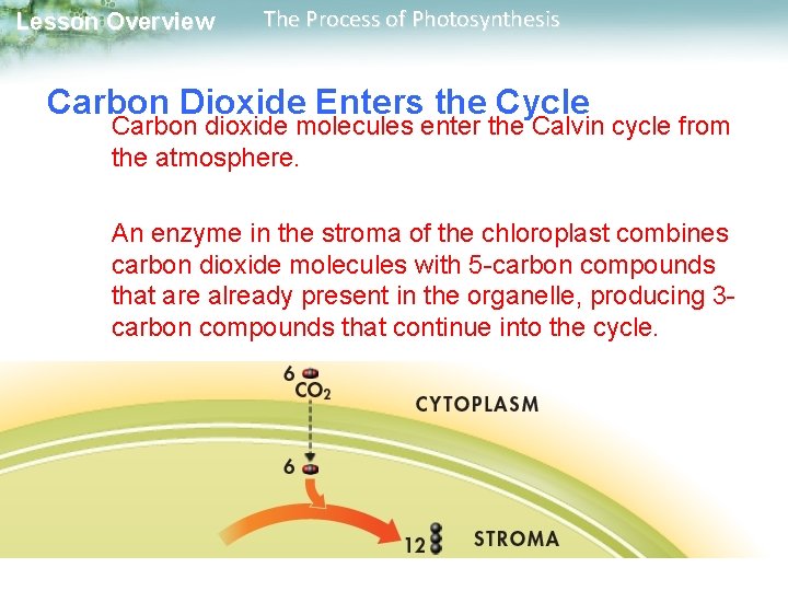 Lesson Overview The Process of Photosynthesis Carbon Dioxide Enters the Cycle Carbon dioxide molecules Lesson Overview The Process of Photosynthesis Carbon Dioxide Enters the Cycle Carbon dioxide molecules