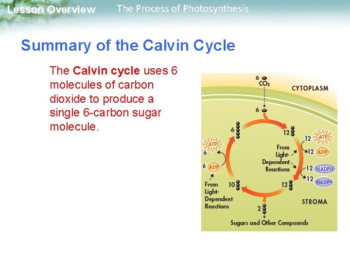 Lesson Overview The Process of Photosynthesis Summary of the Calvin Cycle The Calvin cycle Lesson Overview The Process of Photosynthesis Summary of the Calvin Cycle The Calvin cycle