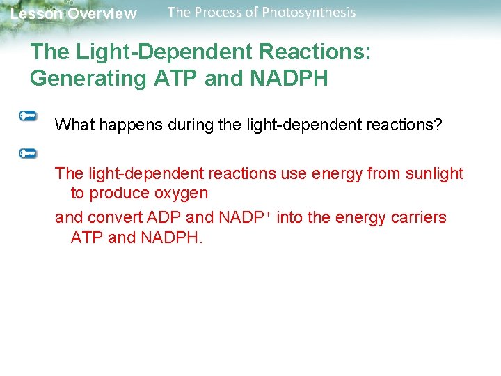 Lesson Overview The Process of Photosynthesis The Light-Dependent Reactions: Generating ATP and NADPH What Lesson Overview The Process of Photosynthesis The Light-Dependent Reactions: Generating ATP and NADPH What