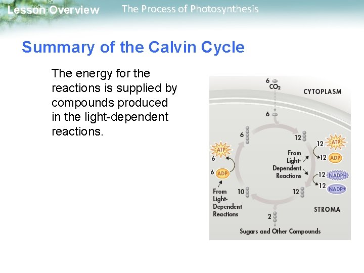 Lesson Overview The Process of Photosynthesis Summary of the Calvin Cycle The energy for Lesson Overview The Process of Photosynthesis Summary of the Calvin Cycle The energy for