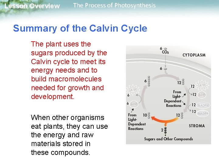 Lesson Overview The Process of Photosynthesis Summary of the Calvin Cycle The plant uses Lesson Overview The Process of Photosynthesis Summary of the Calvin Cycle The plant uses