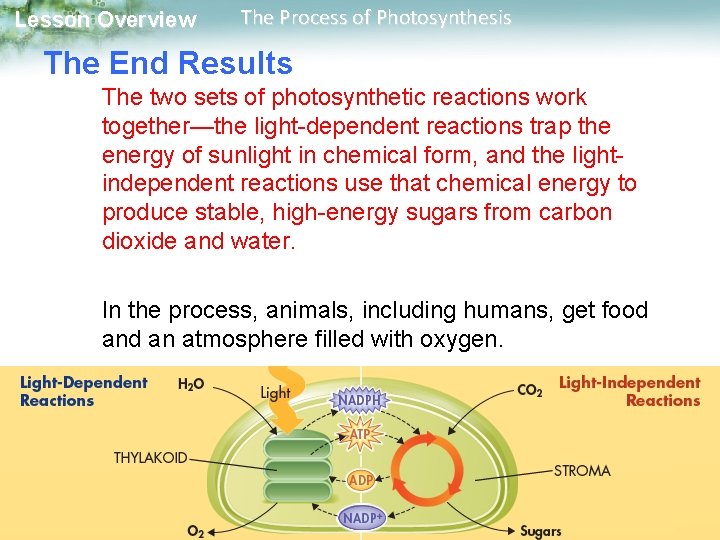 Lesson Overview The Process of Photosynthesis The End Results The two sets of photosynthetic Lesson Overview The Process of Photosynthesis The End Results The two sets of photosynthetic