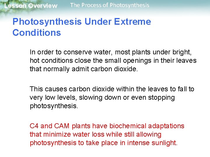 Lesson Overview The Process of Photosynthesis Under Extreme Conditions In order to conserve water, Lesson Overview The Process of Photosynthesis Under Extreme Conditions In order to conserve water,