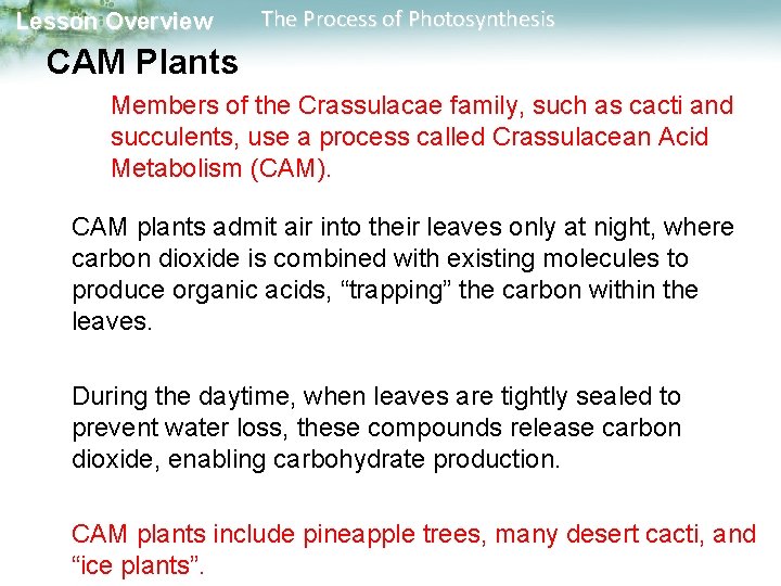 Lesson Overview The Process of Photosynthesis CAM Plants Members of the Crassulacae family, such Lesson Overview The Process of Photosynthesis CAM Plants Members of the Crassulacae family, such