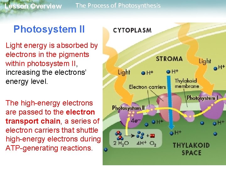 Lesson Overview The Process of Photosynthesis Photosystem II Light energy is absorbed by electrons Lesson Overview The Process of Photosynthesis Photosystem II Light energy is absorbed by electrons