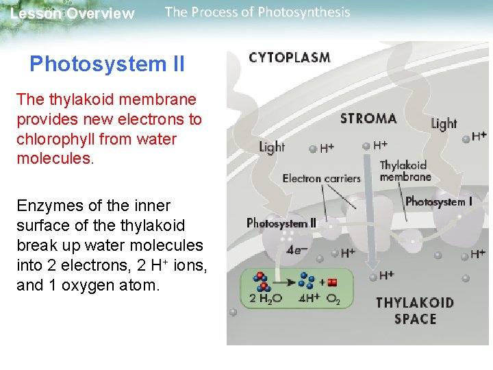 Lesson Overview The Process of Photosynthesis Photosystem II The thylakoid membrane provides new electrons Lesson Overview The Process of Photosynthesis Photosystem II The thylakoid membrane provides new electrons
