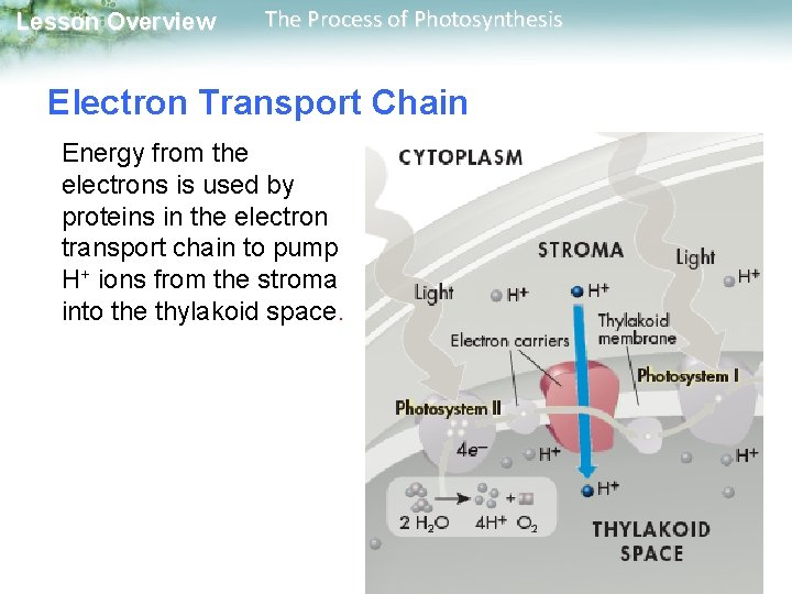 Lesson Overview The Process of Photosynthesis Electron Transport Chain Energy from the electrons is Lesson Overview The Process of Photosynthesis Electron Transport Chain Energy from the electrons is