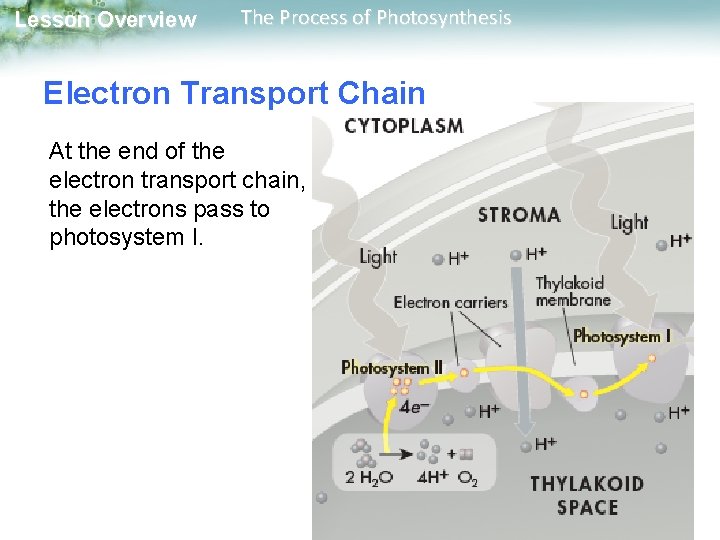 Lesson Overview The Process of Photosynthesis Electron Transport Chain At the end of the Lesson Overview The Process of Photosynthesis Electron Transport Chain At the end of the