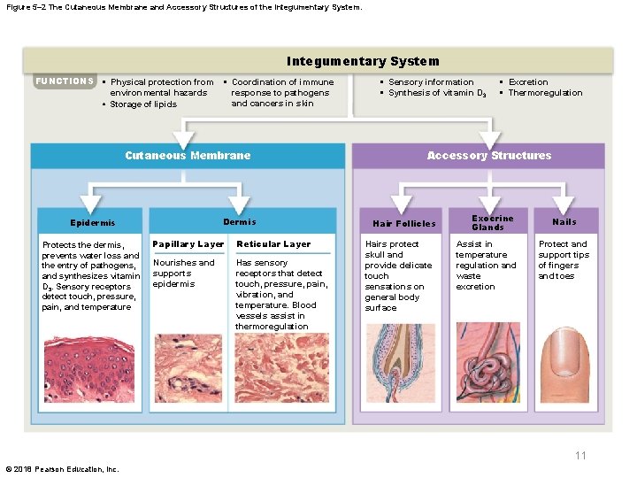 Figure 5– 2 The Cutaneous Membrane and Accessory Structures of the Integumentary System FUNCTIONS