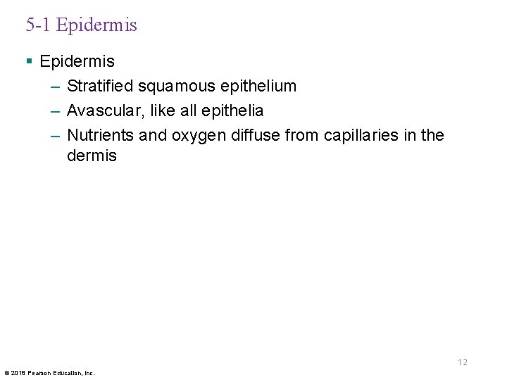 5 -1 Epidermis § Epidermis – Stratified squamous epithelium – Avascular, like all epithelia