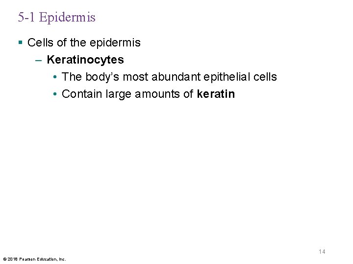 5 -1 Epidermis § Cells of the epidermis – Keratinocytes • The body’s most