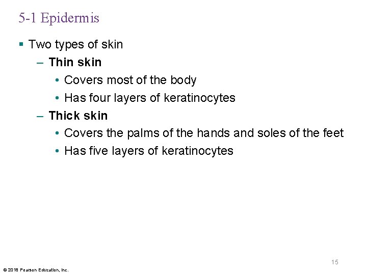 5 -1 Epidermis § Two types of skin – Thin skin • Covers most