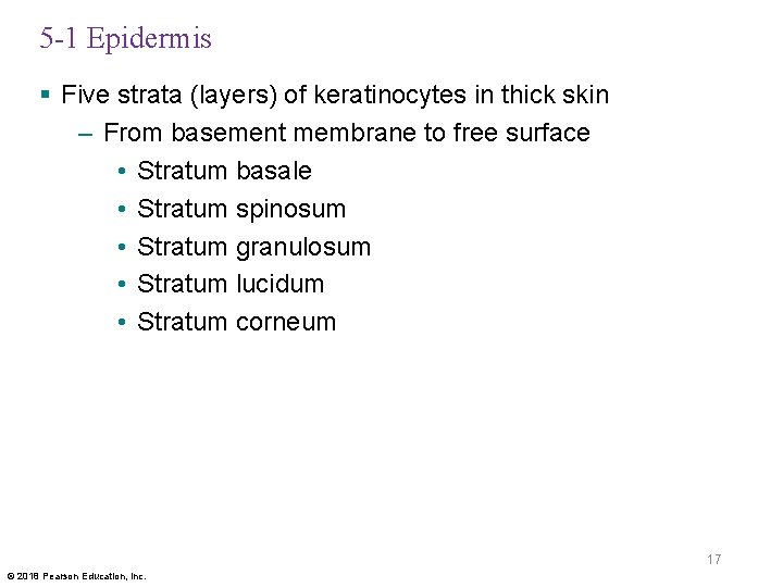 5 -1 Epidermis § Five strata (layers) of keratinocytes in thick skin – From