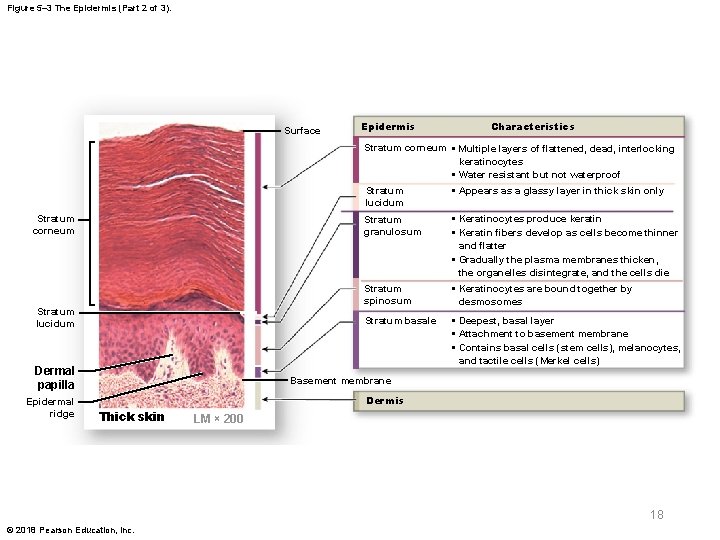 Figure 5– 3 The Epidermis (Part 2 of 3). Surface Epidermis Characteristics Stratum corneum