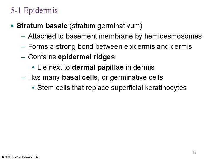 5 -1 Epidermis § Stratum basale (stratum germinativum) – Attached to basement membrane by