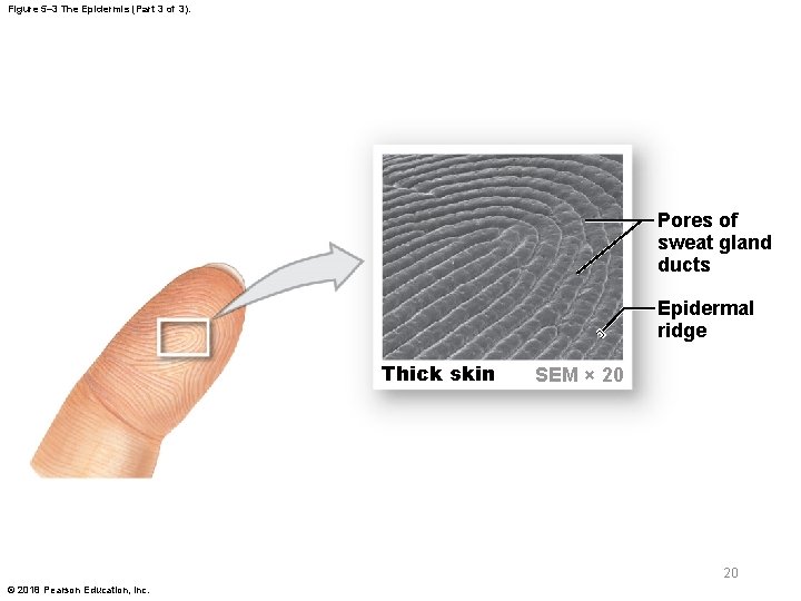 Figure 5– 3 The Epidermis (Part 3 of 3). Pores of sweat gland ducts