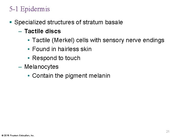 5 -1 Epidermis § Specialized structures of stratum basale – Tactile discs • Tactile