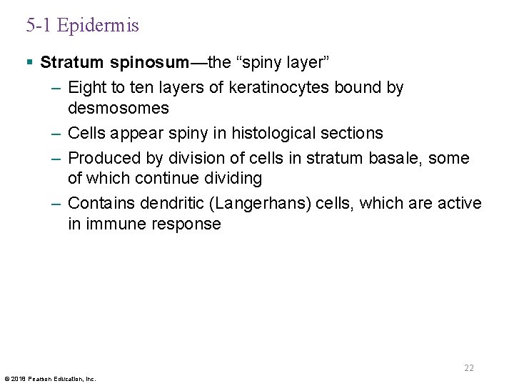 5 -1 Epidermis § Stratum spinosum—the “spiny layer” – Eight to ten layers of