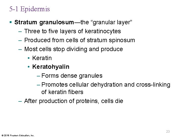 5 -1 Epidermis § Stratum granulosum—the “granular layer” – Three to five layers of