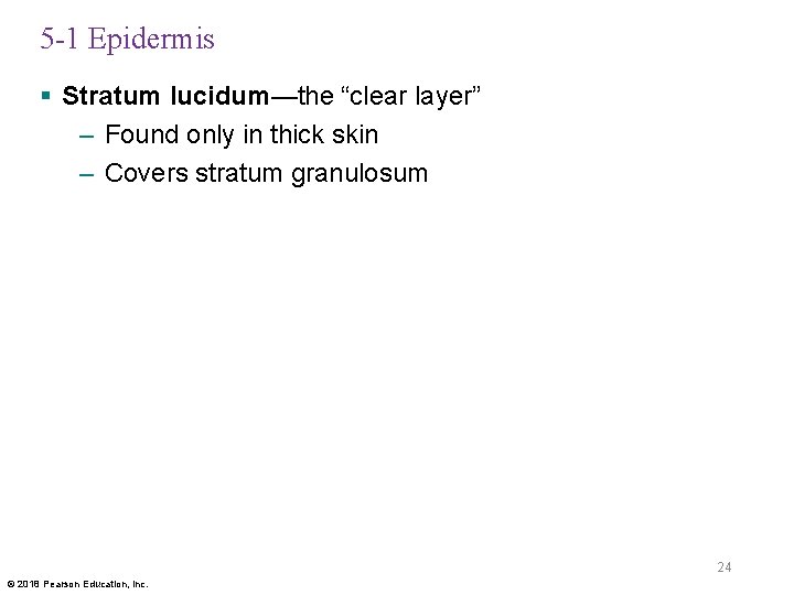 5 -1 Epidermis § Stratum lucidum—the “clear layer” – Found only in thick skin