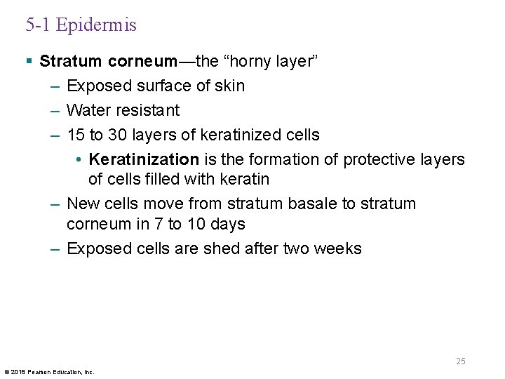 5 -1 Epidermis § Stratum corneum—the “horny layer” – Exposed surface of skin –