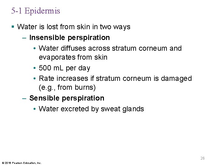 5 -1 Epidermis § Water is lost from skin in two ways – Insensible