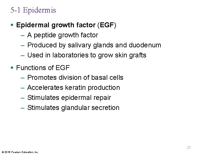5 -1 Epidermis § Epidermal growth factor (EGF) – A peptide growth factor –
