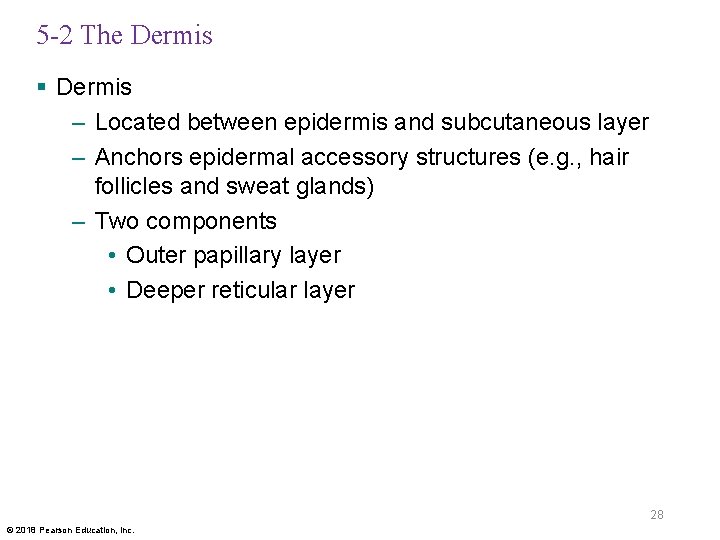 5 -2 The Dermis § Dermis – Located between epidermis and subcutaneous layer –