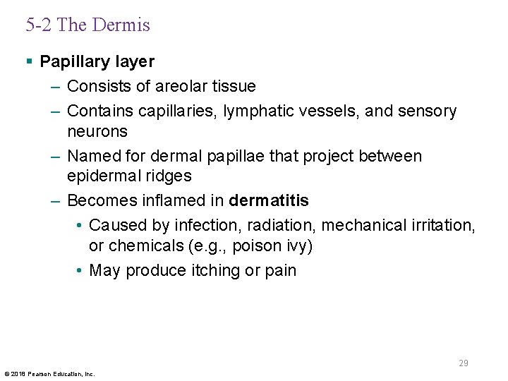 5 -2 The Dermis § Papillary layer – Consists of areolar tissue – Contains