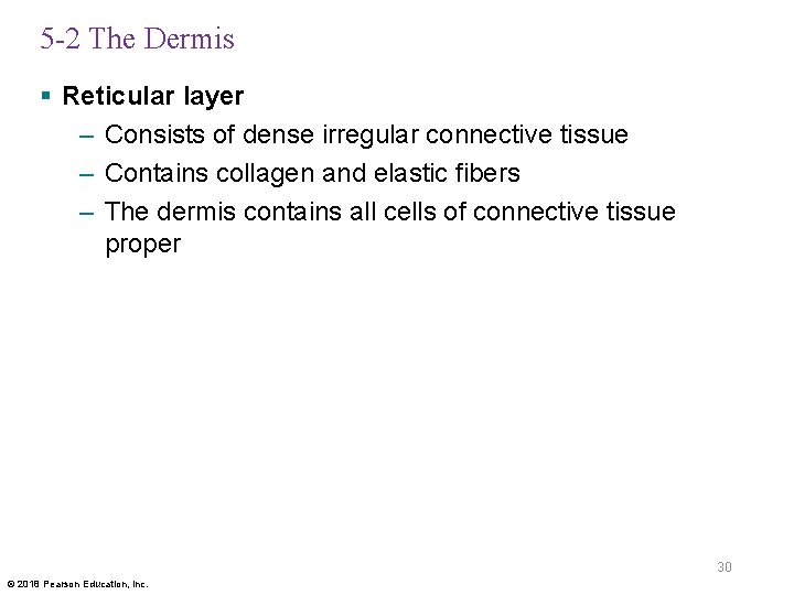 5 -2 The Dermis § Reticular layer – Consists of dense irregular connective tissue