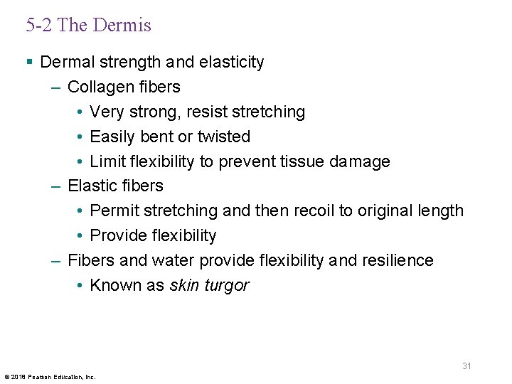 5 -2 The Dermis § Dermal strength and elasticity – Collagen fibers • Very