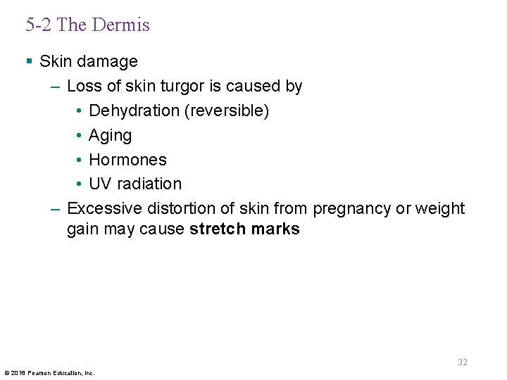 5 -2 The Dermis § Skin damage – Loss of skin turgor is caused